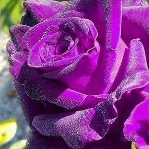 Meet your Posher, Ada